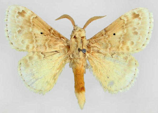 /filer/webapps/moths/media/images/M/minor_Eucraera_HT_ZMHB.jpg