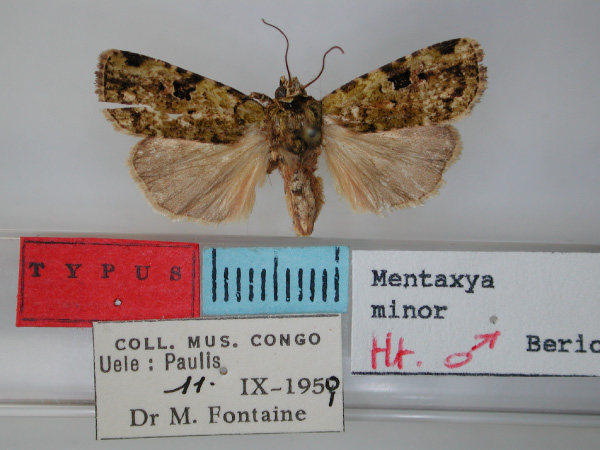 /filer/webapps/moths/media/images/M/minor_Mentaxya_HT_RMCA.jpg