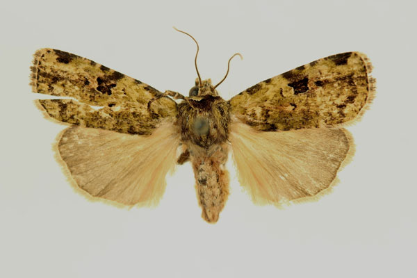 /filer/webapps/moths/media/images/M/minor_Mentaxya_HT_RMCA_02.jpg
