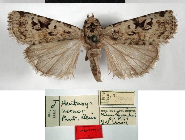 /filer/webapps/moths/media/images/M/minor_Mentaxya_PT_MSNM.jpg