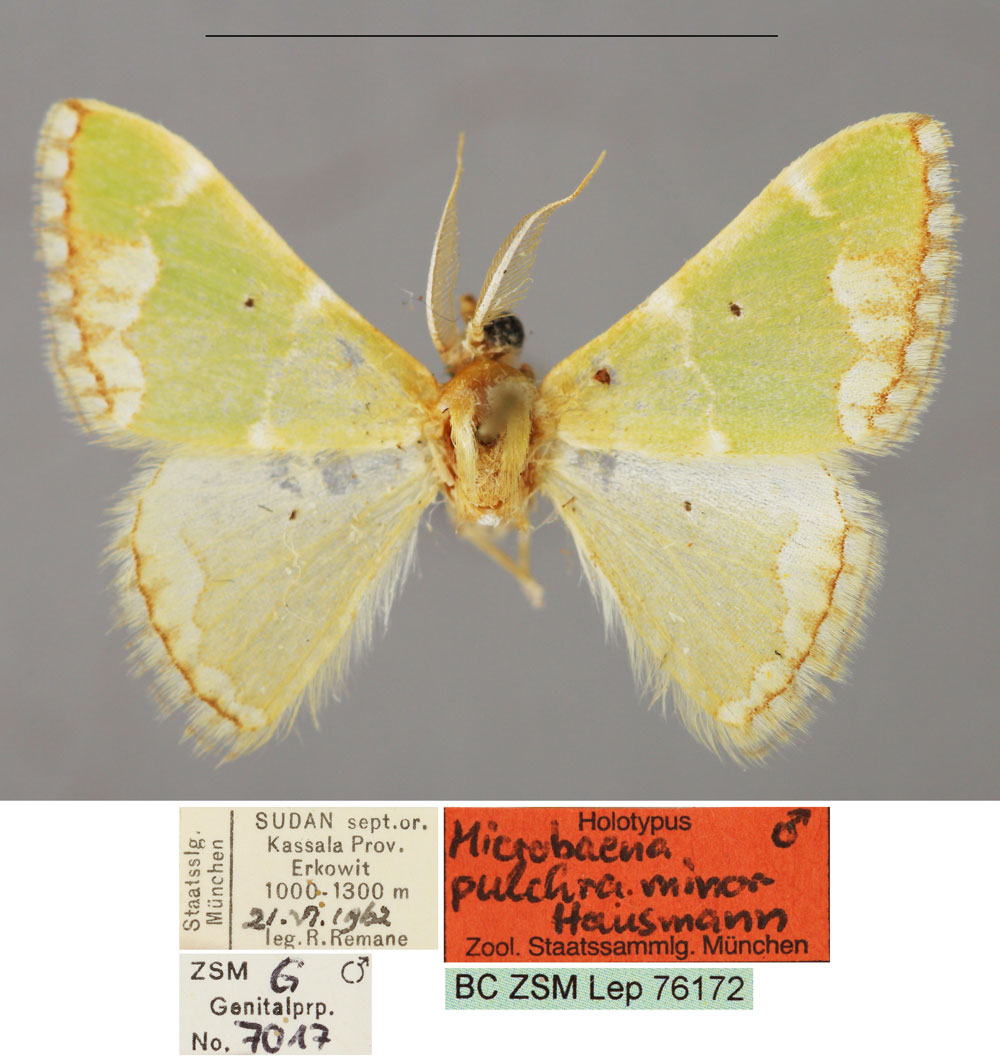 /filer/webapps/moths/media/images/M/minor_Microbaena_HT_ZSM_01.jpg
