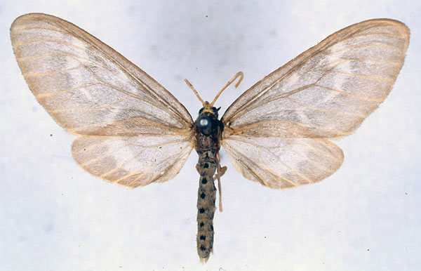 /filer/webapps/moths/media/images/M/minor_Nacliodes_HT_BMNH_01.jpg