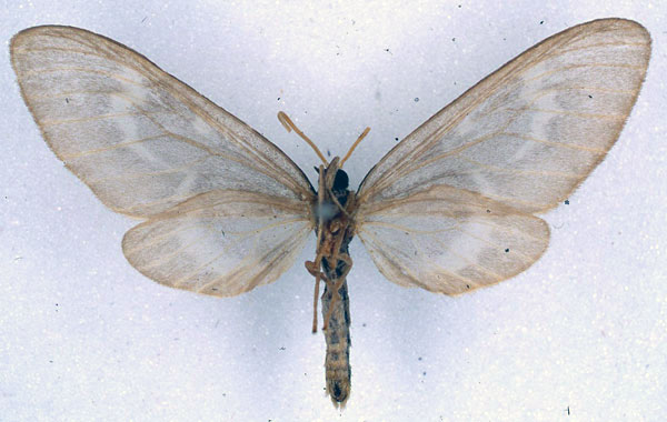 /filer/webapps/moths/media/images/M/minor_Nacliodes_HT_BMNH_02.jpg