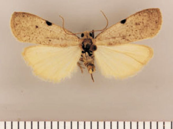 /filer/webapps/moths/media/images/M/minor_Pasteosia_PTF_TMSA.jpg