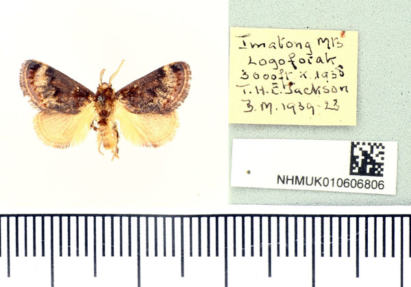 /filer/webapps/moths/media/images/M/minor_Scotinochroa_AM_BMNH.jpg