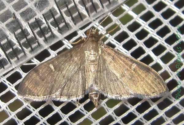 /filer/webapps/moths/media/images/M/minoralis_Herpetogramma_A_Bippus.jpg