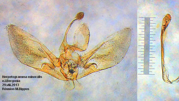 /filer/webapps/moths/media/images/M/minoralis_Herpetogramma_GM_Bippus_0649.jpg