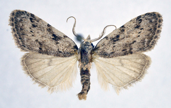 /filer/webapps/moths/media/images/M/minorata_Meganola_AM_NHMO.jpg