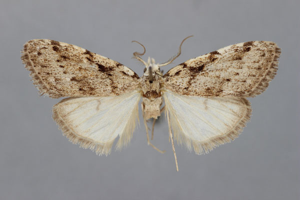 /filer/webapps/moths/media/images/M/minorata_Meganola_HT_BMNH.jpg