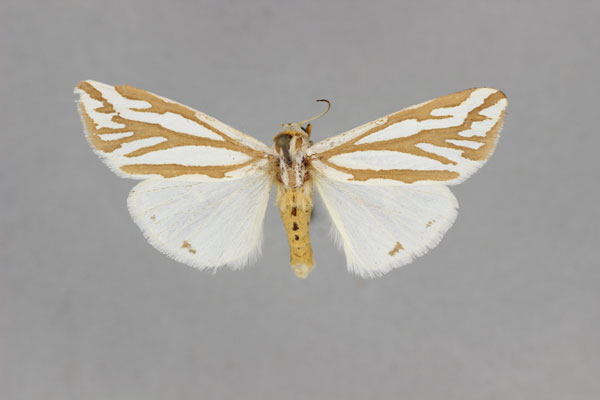 /filer/webapps/moths/media/images/M/minorata_Paralacydes_A_BMNH_01.jpg