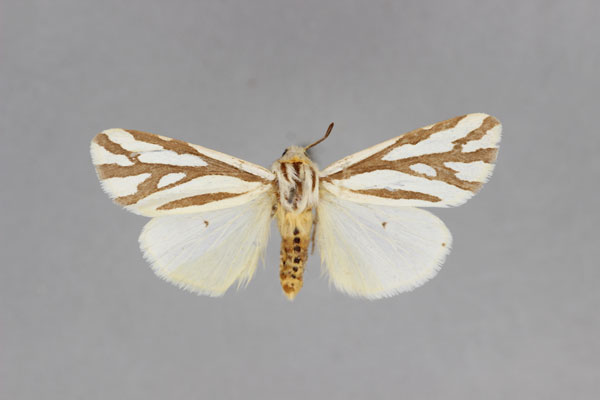 /filer/webapps/moths/media/images/M/minorata_Paralacydes_A_BMNH_02.jpg