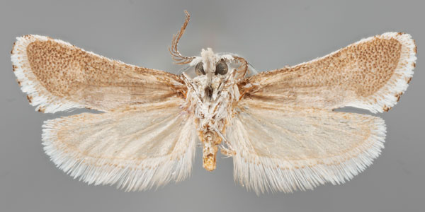 /filer/webapps/moths/media/images/M/minorata_Pseudurgis_HT_MfNb.jpg