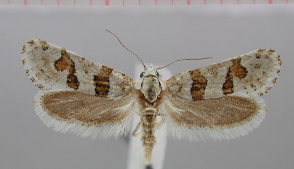 /filer/webapps/moths/media/images/M/minorata_Pseudurgis_HT_NMNW.jpg