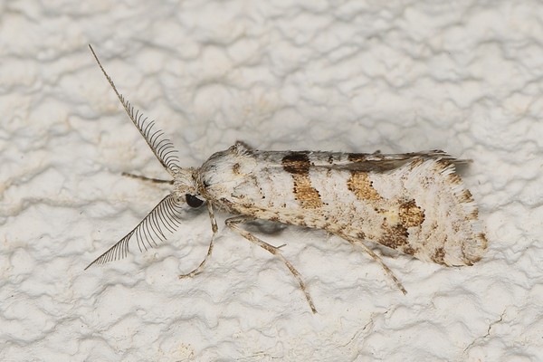 /filer/webapps/moths/media/images/M/minorata_Pseudurgis_M_Heyns_01.JPG