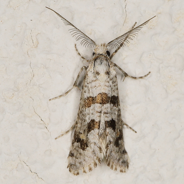 /filer/webapps/moths/media/images/M/minorata_Pseudurgis_M_Heyns_02.JPG
