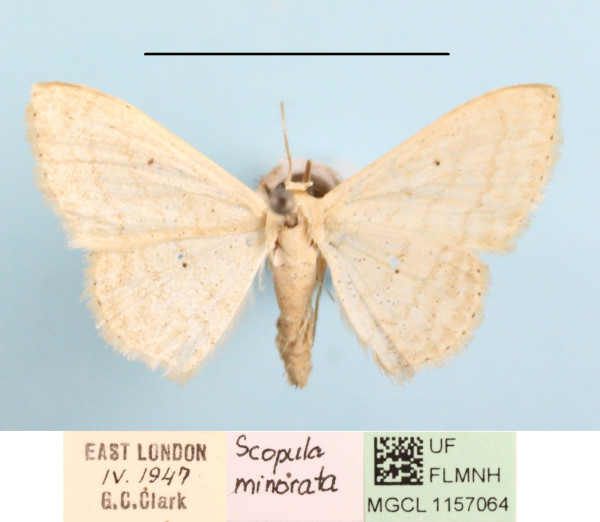 /filer/webapps/moths/media/images/M/minorata_Scopula_A_MGCLa_01.jpg