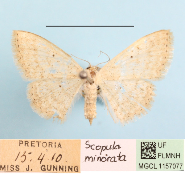 /filer/webapps/moths/media/images/M/minorata_Scopula_A_MGCLa_02.jpg