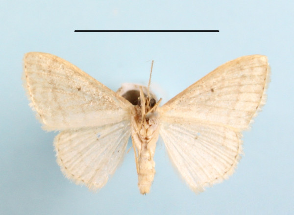 /filer/webapps/moths/media/images/M/minorata_Scopula_A_MGCLb_01.jpg