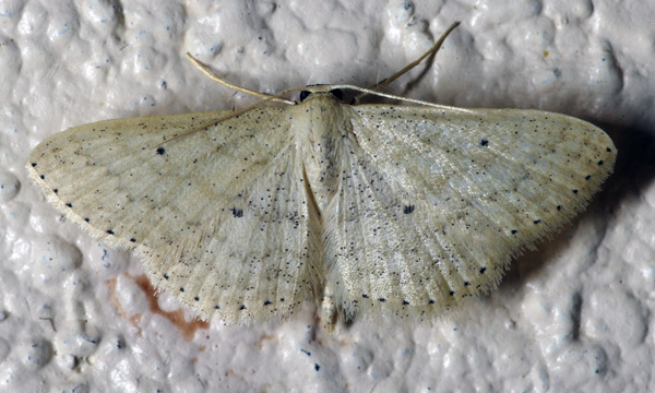 /filer/webapps/moths/media/images/M/minorata_Scopula_A_Simon_01.jpg