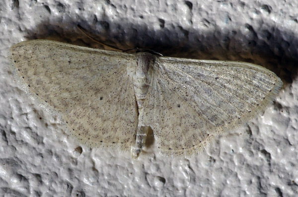/filer/webapps/moths/media/images/M/minorata_Scopula_A_Simon_02.jpg