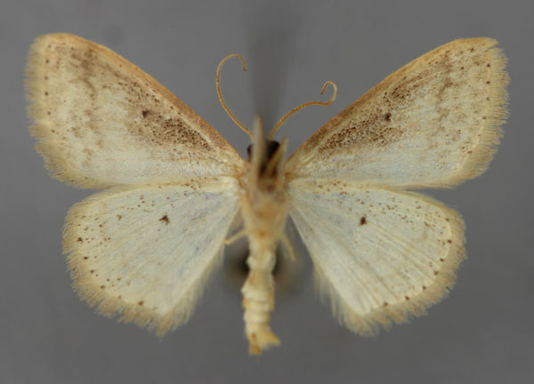 /filer/webapps/moths/media/images/M/minorata_Scopula_A_ZSM_02.jpg