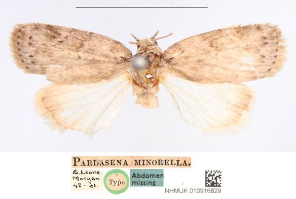 /filer/webapps/moths/media/images/M/minorella_Pardasena_HT_NHMUK.jpg