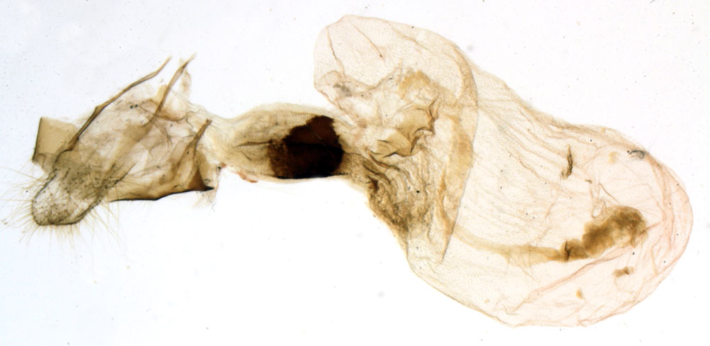 /filer/webapps/moths/media/images/M/minosi_Euneophlebia_GFHT_MNHN_BL1422.jpg