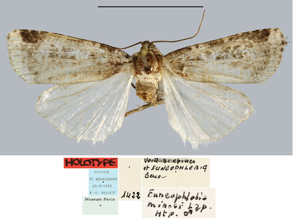 /filer/webapps/moths/media/images/M/minosi_Euneophlebia_HT_MNHN.jpg