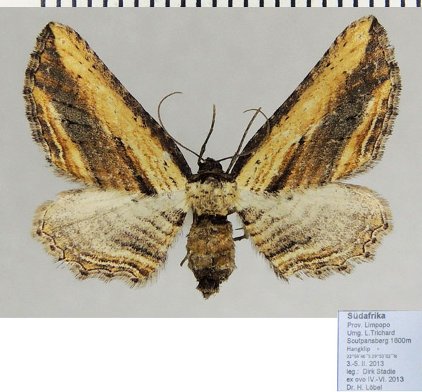 /filer/webapps/moths/media/images/M/minuata_Horisme_AF_ZSM_01.jpg