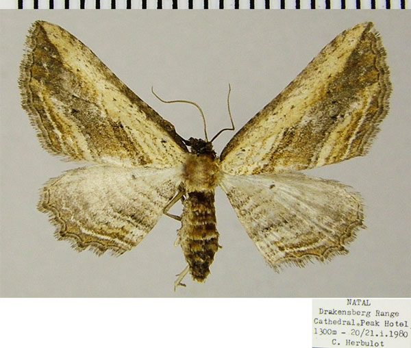 /filer/webapps/moths/media/images/M/minuata_Horisme_AF_ZSM_02.jpg