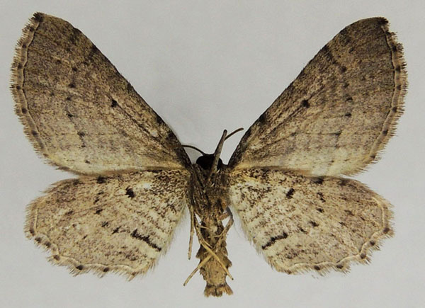 /filer/webapps/moths/media/images/M/minuata_Horisme_AM_ZSMb.jpg