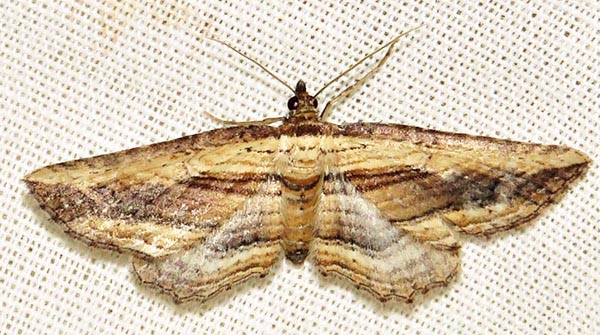 /filer/webapps/moths/media/images/M/minuata_Horisme_A_Braun_06.jpg