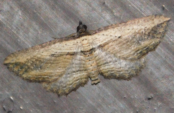 /filer/webapps/moths/media/images/M/minuata_Horismea_A_Grobler.jpg