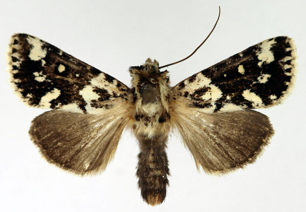 /filer/webapps/moths/media/images/M/minuscula_Fletcherea_AM_Aulombard.jpg
