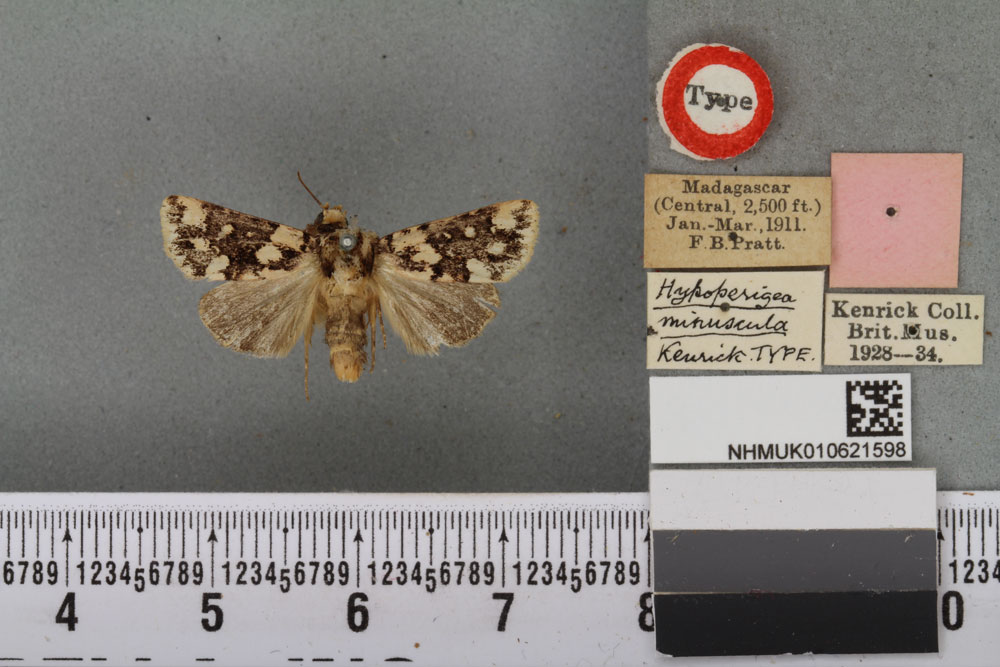 /filer/webapps/moths/media/images/M/minuscula_Fletcherea_HT_BMNHa.jpg
