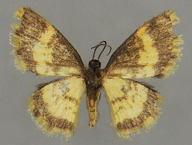 /filer/webapps/moths/media/images/M/minuscula_Heterostegane_HT_ZSMb.jpg