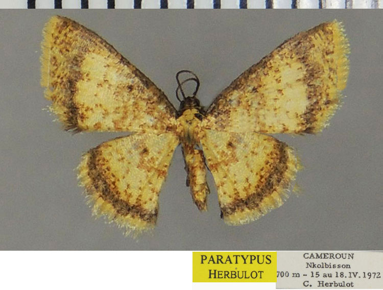 /filer/webapps/moths/media/images/M/minuscula_Heterostegane_PTF_ZSM.jpg