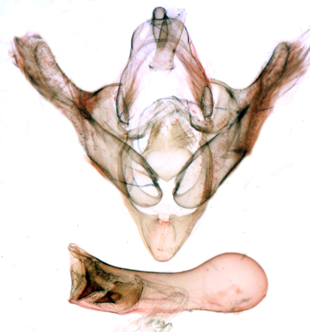 /filer/webapps/moths/media/images/M/minuscula_Sesamia_GMHT_MNHN_BL1425.jpg