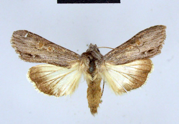 /filer/webapps/moths/media/images/M/minuta_Cucullia_HT_ZMHB.jpg