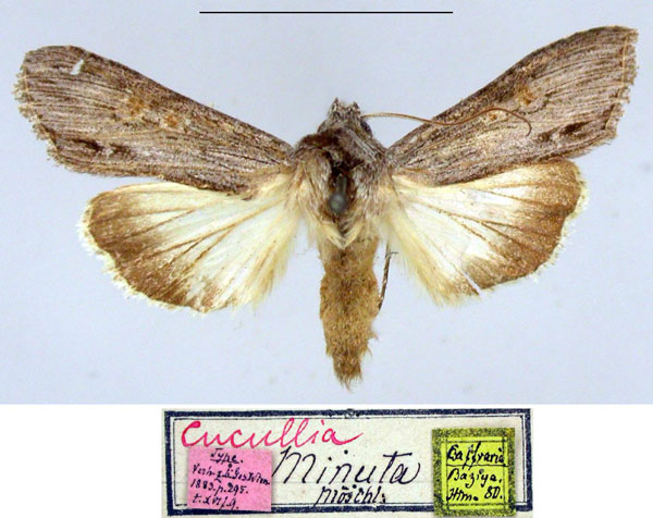 /filer/webapps/moths/media/images/M/minuta_Cucullia_HT_ZMHB_7kCrXLM.jpg
