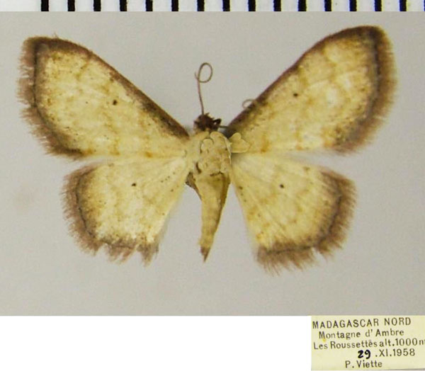 /filer/webapps/moths/media/images/M/minuta_Scopula_AF_ZSM.jpg