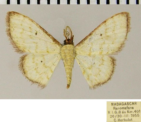 /filer/webapps/moths/media/images/M/minuta_Scopula_AM_ZSMa.jpg