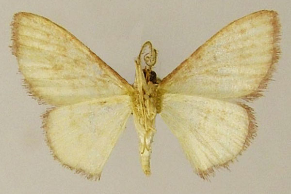 /filer/webapps/moths/media/images/M/minuta_Scopula_AM_ZSMb.jpg