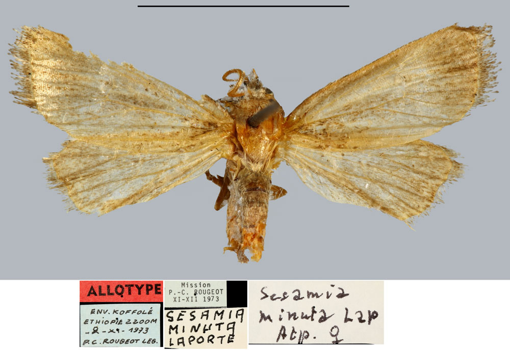 /filer/webapps/moths/media/images/M/minuta_Sesamia_AT_MNHN.jpg