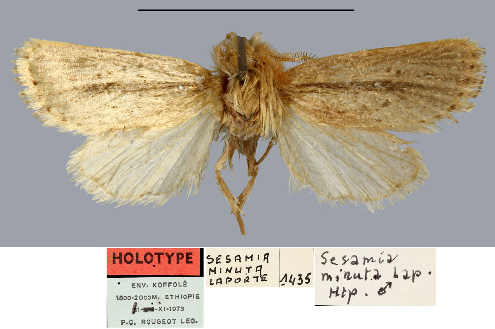 /filer/webapps/moths/media/images/M/minuta_Sesamia_HT_MNHN.jpg