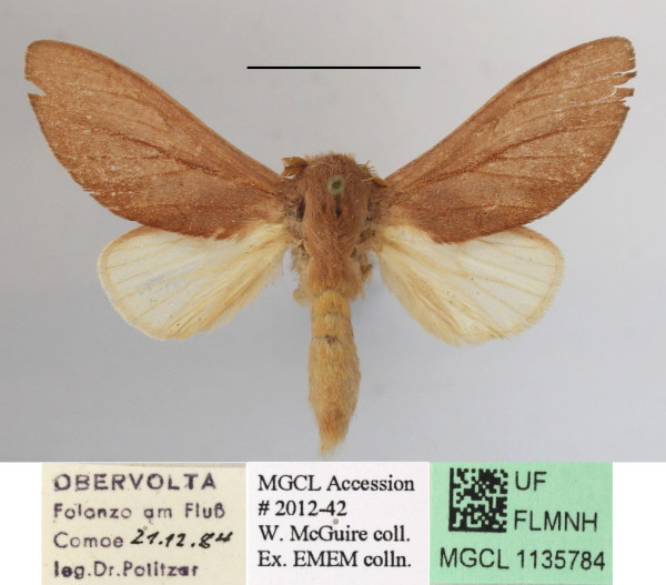/filer/webapps/moths/media/images/M/minuta_Tricholoba_A_MGCLa_02.JPG