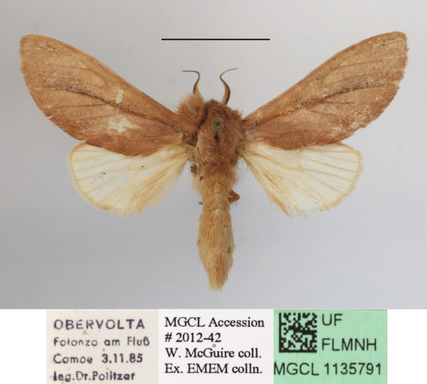 /filer/webapps/moths/media/images/M/minuta_Tricholoba_A_MGCLa_03.JPG