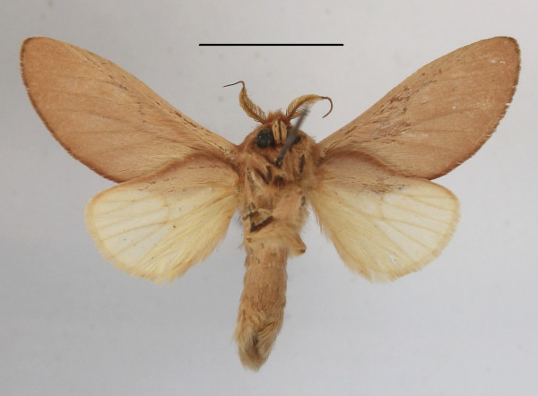 /filer/webapps/moths/media/images/M/minuta_Tricholoba_A_MGCLb_01.JPG