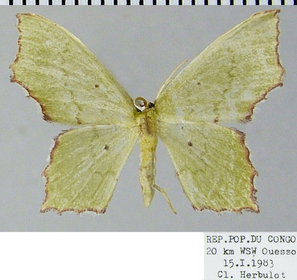/filer/webapps/moths/media/images/M/minutaria_Gonochlora_AM_ZSM.jpg