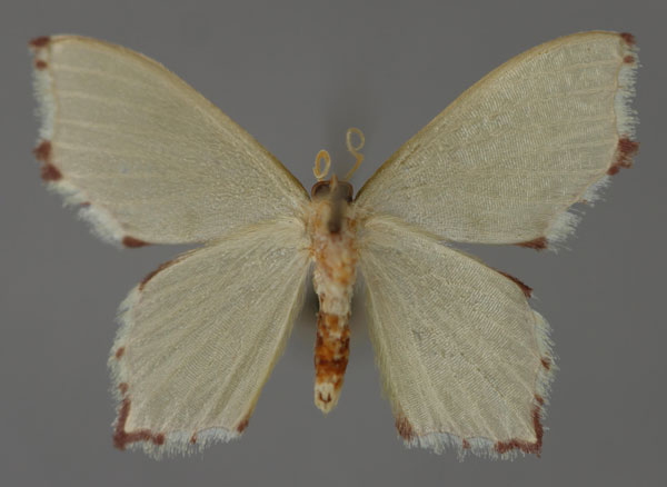 /filer/webapps/moths/media/images/M/minutaria_Gonochlora_A_ZSM_02.jpg